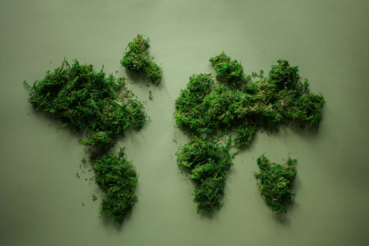 coffee sustainability